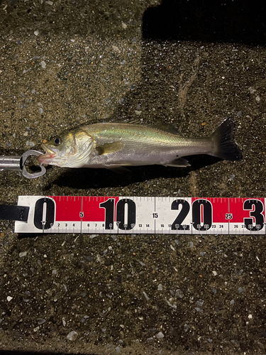 フッコ（マルスズキ）の釣果