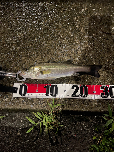 フッコ（マルスズキ）の釣果