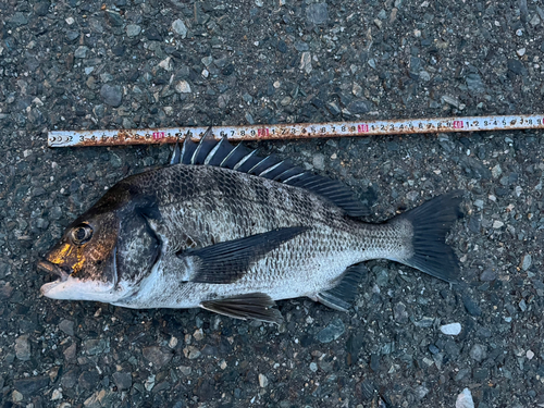 チヌの釣果