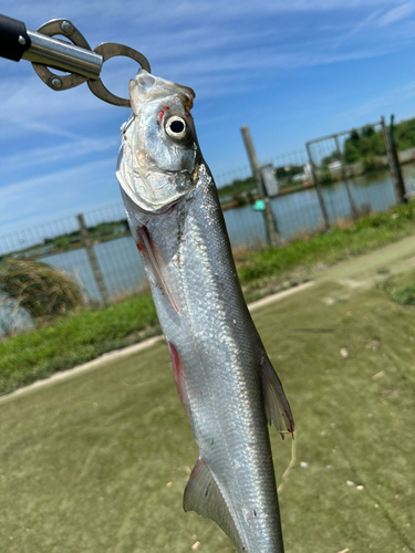 ターポンの釣果