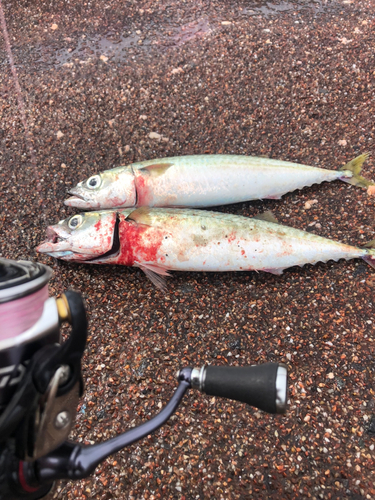 マサバの釣果