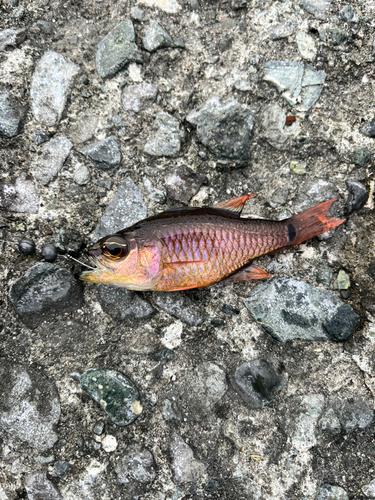 スズメダイの釣果