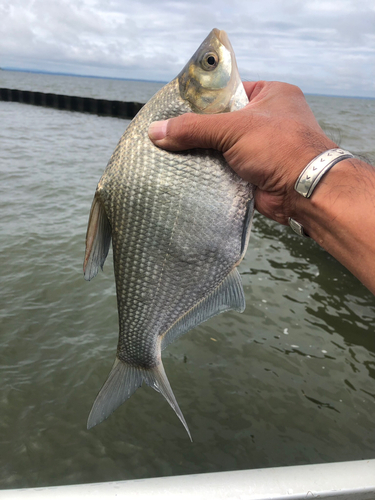 ダントウボウの釣果