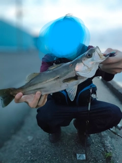 セイゴ（マルスズキ）の釣果