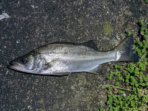 セイゴ（ヒラスズキ）の釣果