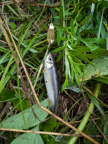 カワムツの釣果