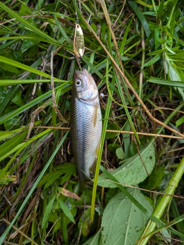 カワムツの釣果