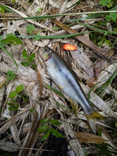 カワムツの釣果