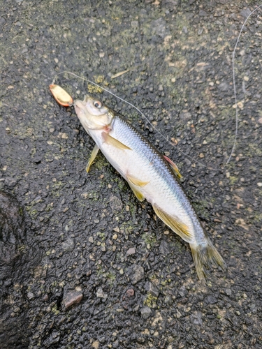 カワムツの釣果