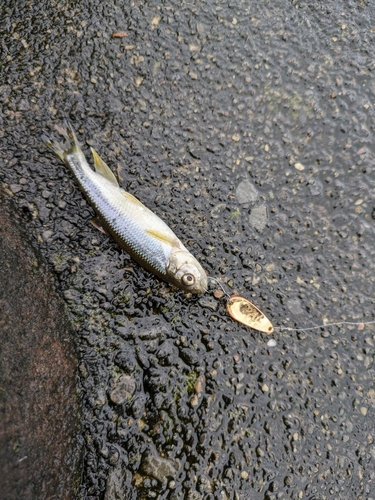 カワムツの釣果