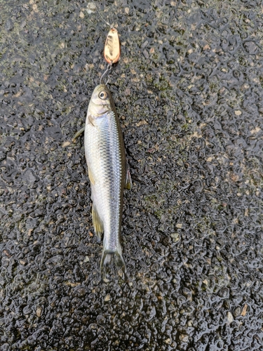 カワムツの釣果