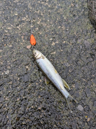 カワムツの釣果