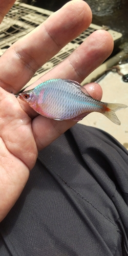 タナゴの釣果