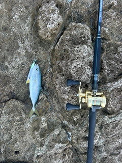 ツバスの釣果