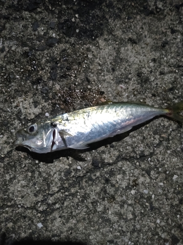 マルアジの釣果