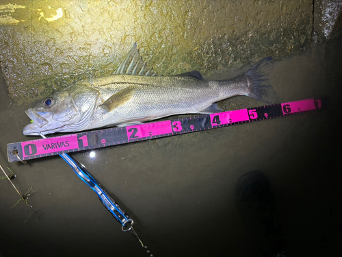 シーバスの釣果