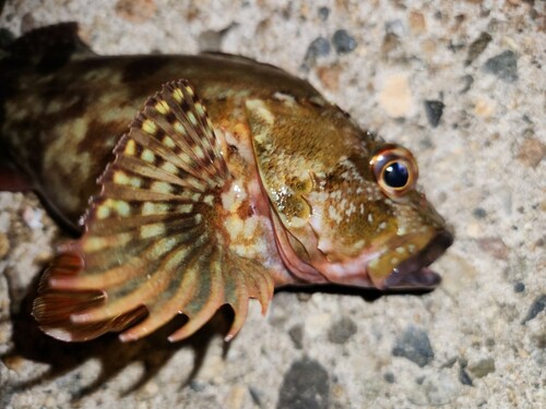 カサゴの釣果