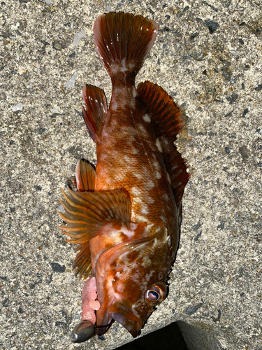 カサゴの釣果