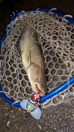 ナマズの釣果