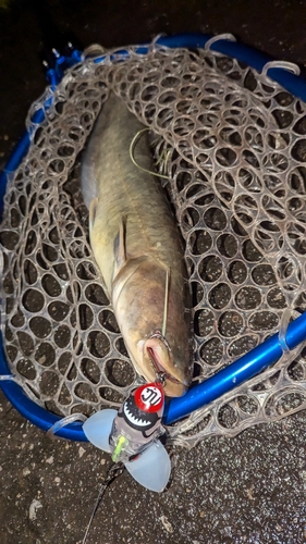 ナマズの釣果