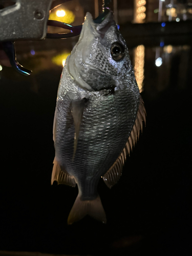 キビレの釣果