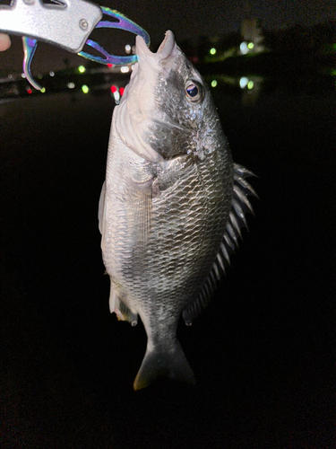 キビレの釣果