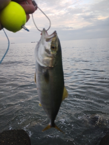 ツバスの釣果