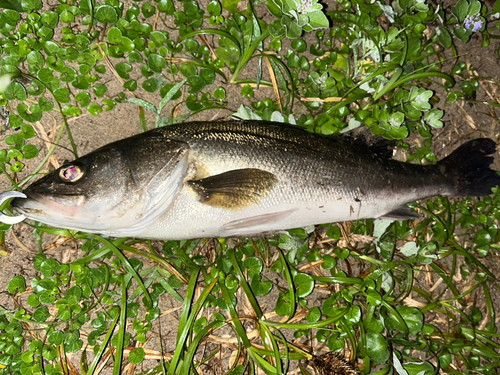 スズキの釣果