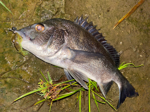 チヌの釣果