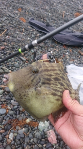 カワハギの釣果