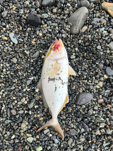 ショゴの釣果