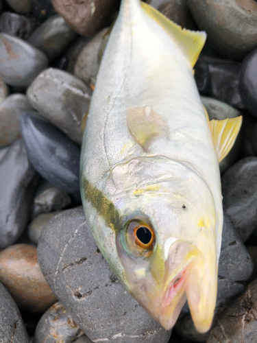 ショゴの釣果