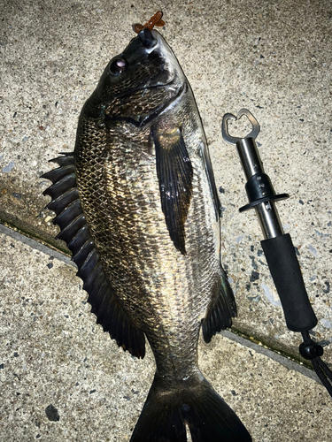 クロダイの釣果