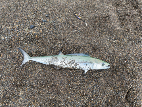 サゴシの釣果