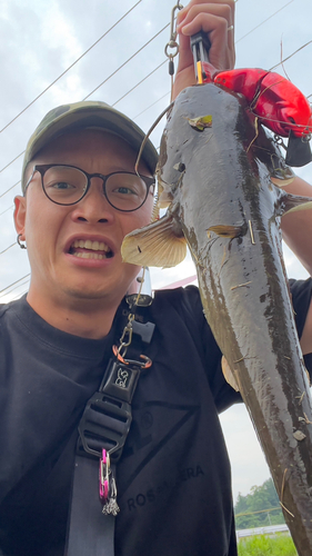 ナマズの釣果