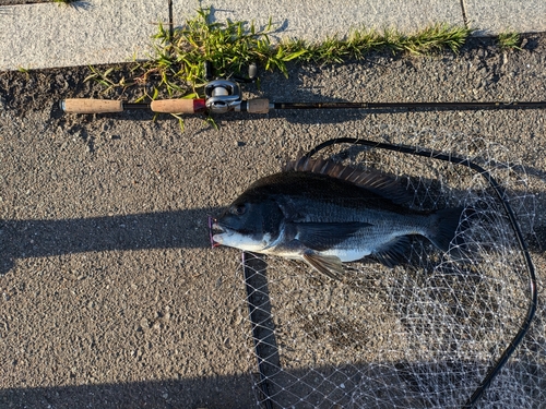 クロダイの釣果