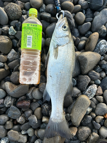 セイゴ（ヒラスズキ）の釣果