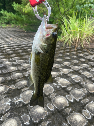 ラージマウスバスの釣果