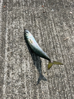 サバの釣果