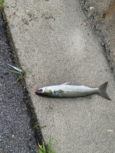 ボラの釣果