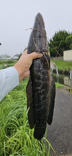 ライギョの釣果