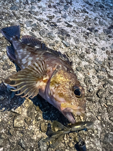 ガシラの釣果