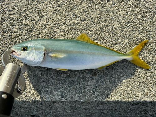 ツバスの釣果