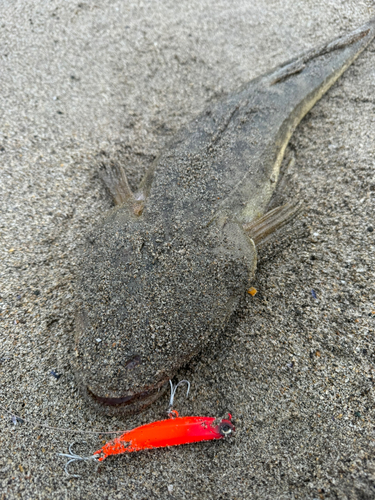 マゴチの釣果