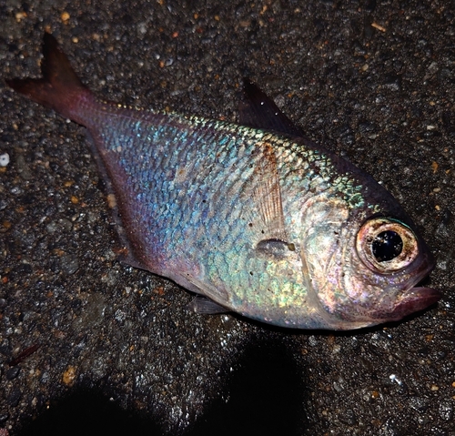 ミナミハタンポの釣果