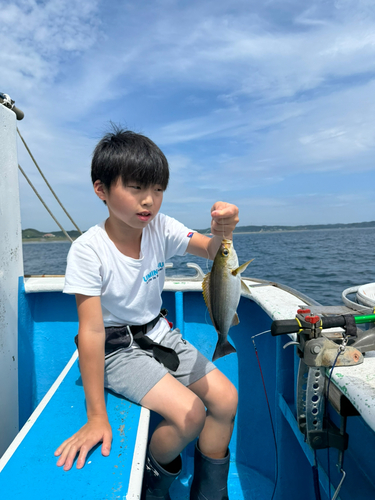 イサキの釣果