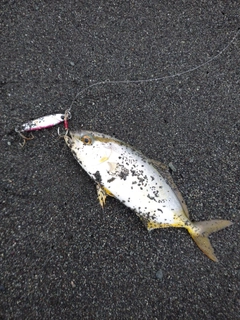 ショゴの釣果