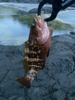 キジハタの釣果