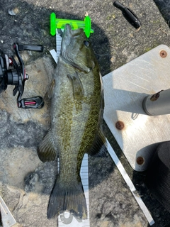 スモールマウスバスの釣果