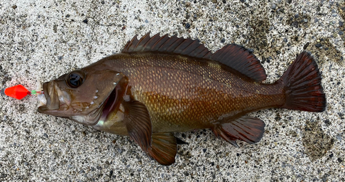 ガヤの釣果